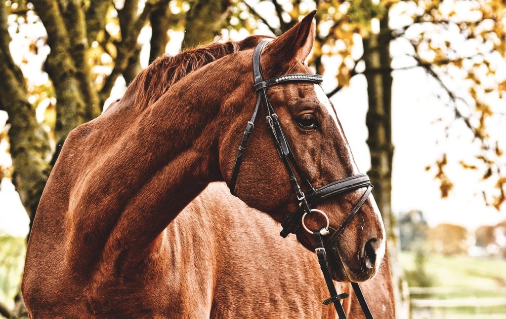 مزرعة الخيل في شايكرا horse, brown, animal