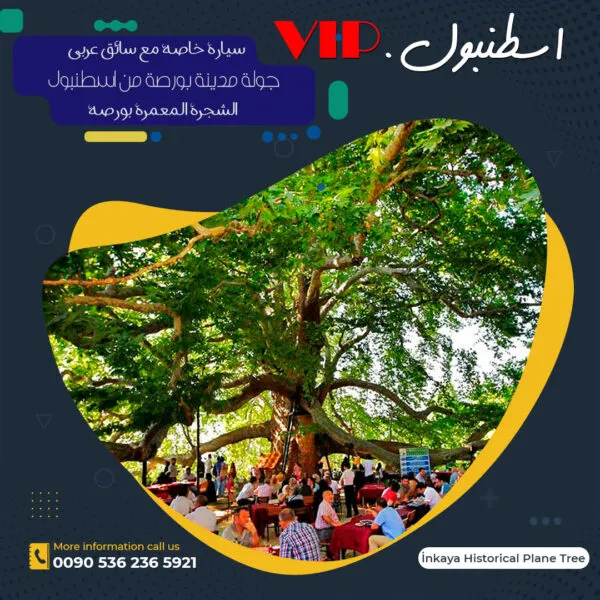 الشجرة المعمرة بورصة. برنامج سياحي في اسطنبول, جولة بورصة من إسطنبول