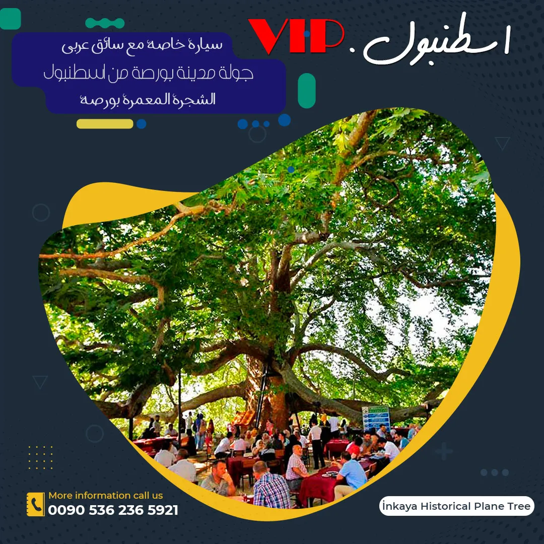 الشجرة المعمرة بورصة. برنامج سياحي في اسطنبول, جولة بورصة من إسطنبول