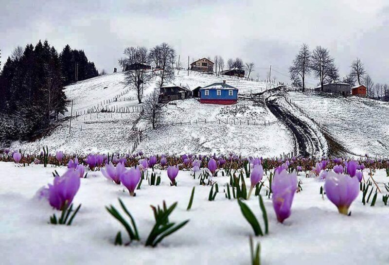 Tonya Yaylaları